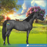 Horse Color:Blue Roan 