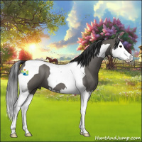Horse Color:Grullo Roan Splash Tobiano 