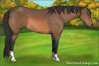 Horse Color:Buckskin 