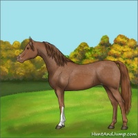 Horse Color:Chestnut Appaloosa 