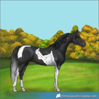 Horse Color:Brown Tobiano 