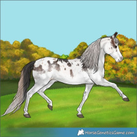 Horse Color:White Spotted Brown Splash Rabicano  and White Spotted Brown Dun Splash Appaloosa Rabicano 