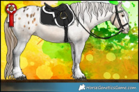 Horse Color:Buckskin Appaloosa 
