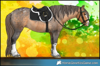 Horse Color:Buckskin Appaloosa Rabicano 