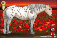 Horse Color:Buckskin Appaloosa