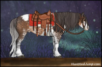Horse Color:Buckskin Sabino Appaloosa 