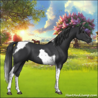Horse Color:Black Tobiano 