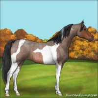Horse Color:Brown Roan Tobiano 