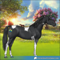 Horse Color:Black Tobiano 