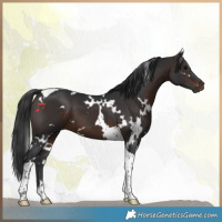 Horse Color:White Spotted Brown Tobiano 
