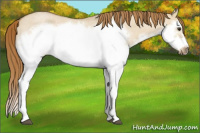 Horse Color:Red Dun Roan Splash Frame Rabicano 
