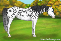 Horse Color:Black Splash Appaloosa 