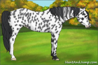 Horse Color:Blue Roan Appaloosa 