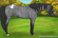 Horse Color:Blue Roan Appaloosa 