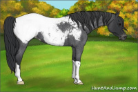 Horse Color:Blue Roan Appaloosa 