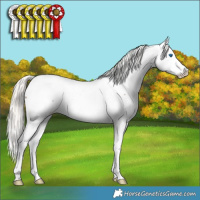 Horse Color:Silver Black Splash Appaloosa