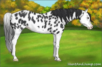 Horse Color:Black Splash Appaloosa 