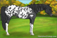 Horse Color:Black Appaloosa Rabicano 