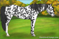 Horse Color:Black Appaloosa