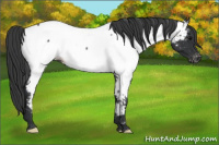 Horse Color:Black Near Fewspot Rabicano 