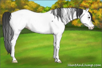 Horse Color:Black Ice Appaloosa 