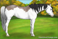 Horse Color:Bay Roan Splash Appaloosa 