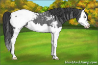 Horse Color:Blue Roan Splash Snowcap 