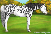 Horse Color:Black Splash Appaloosa 