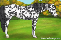 Horse Color:Blue Roan Appaloosa 