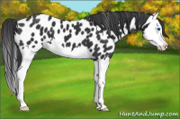 Horse Color:Black Splash Appaloosa 