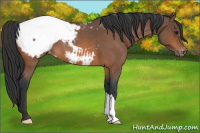 Horse Color:Bay Roan Snowcap 
