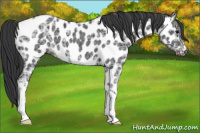 Horse Color:Black Ice Appaloosa 