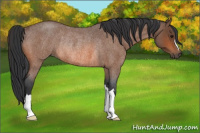 Horse Color:Bay Roan Rabicano 