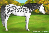 Horse Color:Blue Roan Splash Appaloosa 