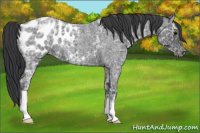 Horse Color:Blue Ice Roan Appaloosa