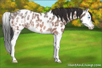 Horse Color:Bay Ice Splash Appaloosa Rabicano 