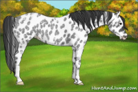 Horse Color:Blue Ice Roan Appaloosa 
