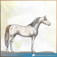 Horse Color:Buckskin Appaloosa 