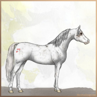Horse Color:Silver Black Sabino Appaloosa 