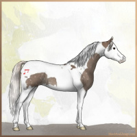 Horse Color:Silver Black Splash Tobiano Appaloosa 