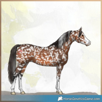 Horse Color:Brown Appaloosa