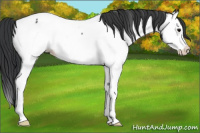 Horse Color:Black Splash Near Fewspot 