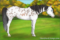 Horse Color:Bay Ice Roan Splash Near Leopard Rabicano 