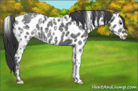 Horse Color:Black Ice Appaloosa 