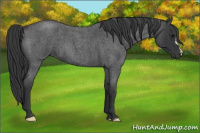Horse Color:Blue Roan 