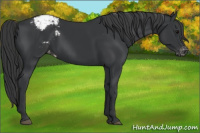 Horse Color:Black Appaloosa 