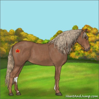 Horse Color:Red Roan 