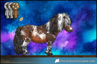 Horse Color:White Spotted Brown 
