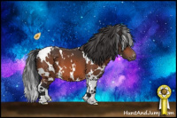 Horse Color:White Spotted Bay Appaloosa