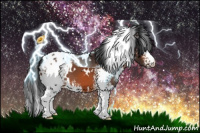 Horse Color:White Spotted Brown Appaloosa 